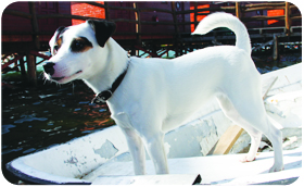 Parson Russell Terrier ZARA - Galeria 3